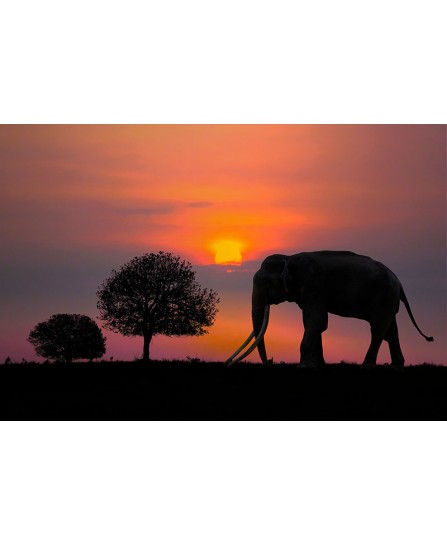 Africa Sunset