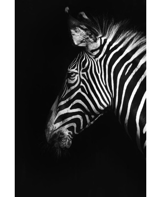 Zebre Zebre