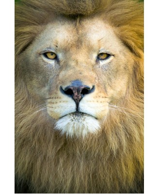 African Lion African Lion