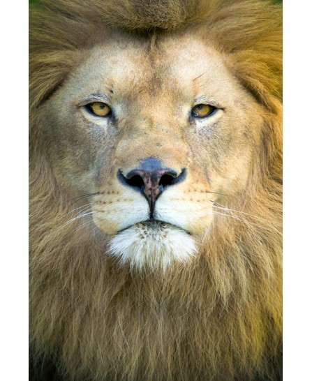African Lion