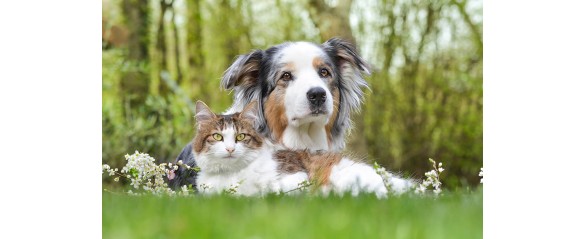 7 СЪВЕТА ЗА ПЕРФЕКТНА СНИМКА НА ДОМАШНИЯ ЛЮБИМЕЦ