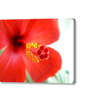 Japanese Rose (canvas print) Japanese Rose (canvas print)