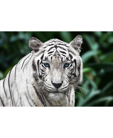 White Tiger White Tiger