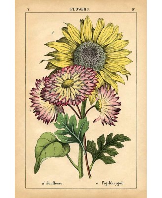 Flowers (vintage graphic) Flowers (vintage graphic)