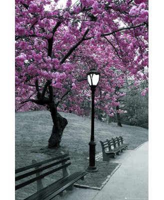 Ню Йорк - Central Park Blossom Ню Йорк - Central Park Blossom