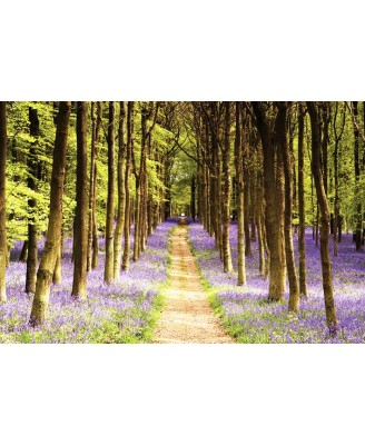 Woodland Path Woodland Path