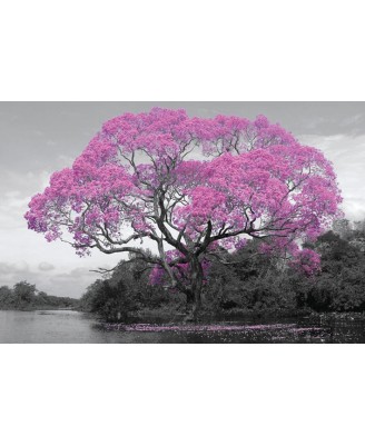 Tree Blossom Tree Blossom