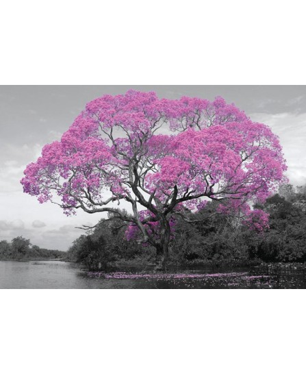 Tree Blossom Tree Blossom
