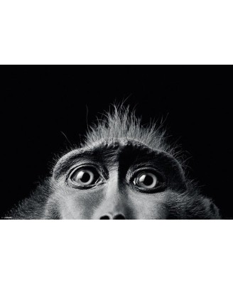Tim Flach (Monkey Eyes) - BW