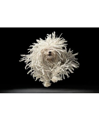 Tim Flach (Flying Mop)