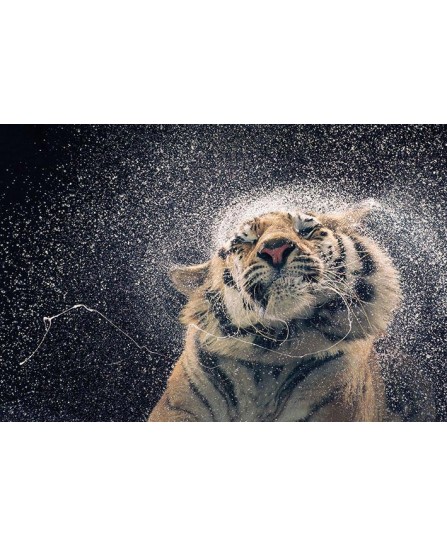 Tim Flach (Kanja) - Tiger