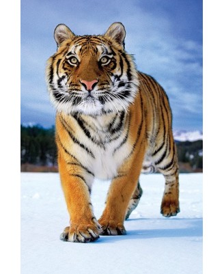Siberian Tiger Siberian Tiger