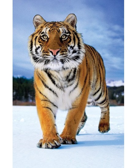 Siberian Tiger Siberian Tiger