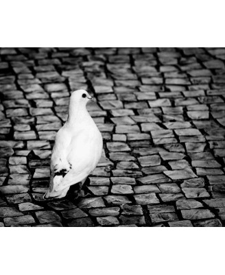 White Dove - 40x50cm