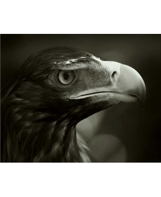 EAGLE - 40x50cm