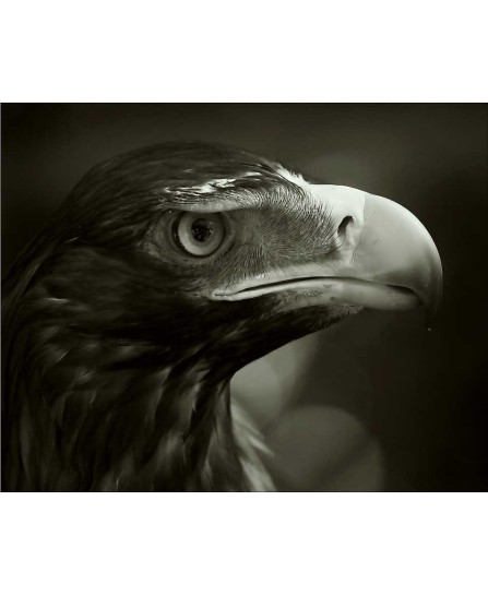 EAGLE - 40x50cm